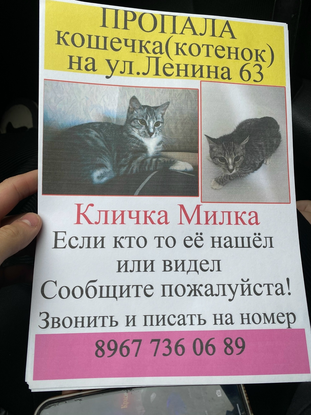 Пропала кошка в Стерлитамаке — фото объявления