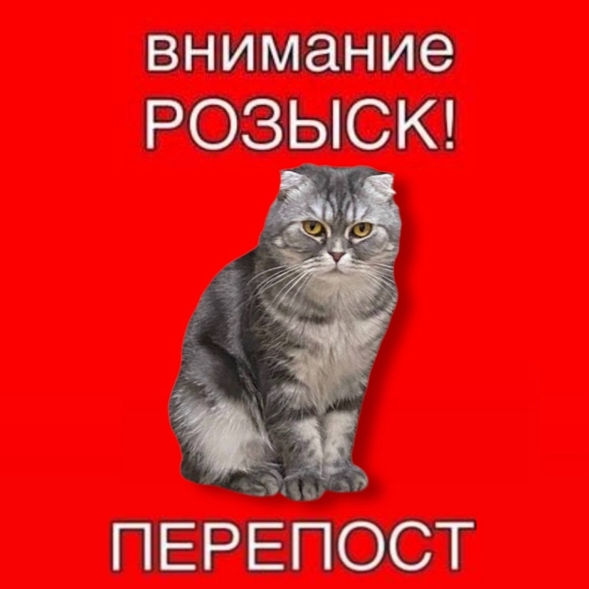 Пропала кошка в Стерлитамаке — фото объявления