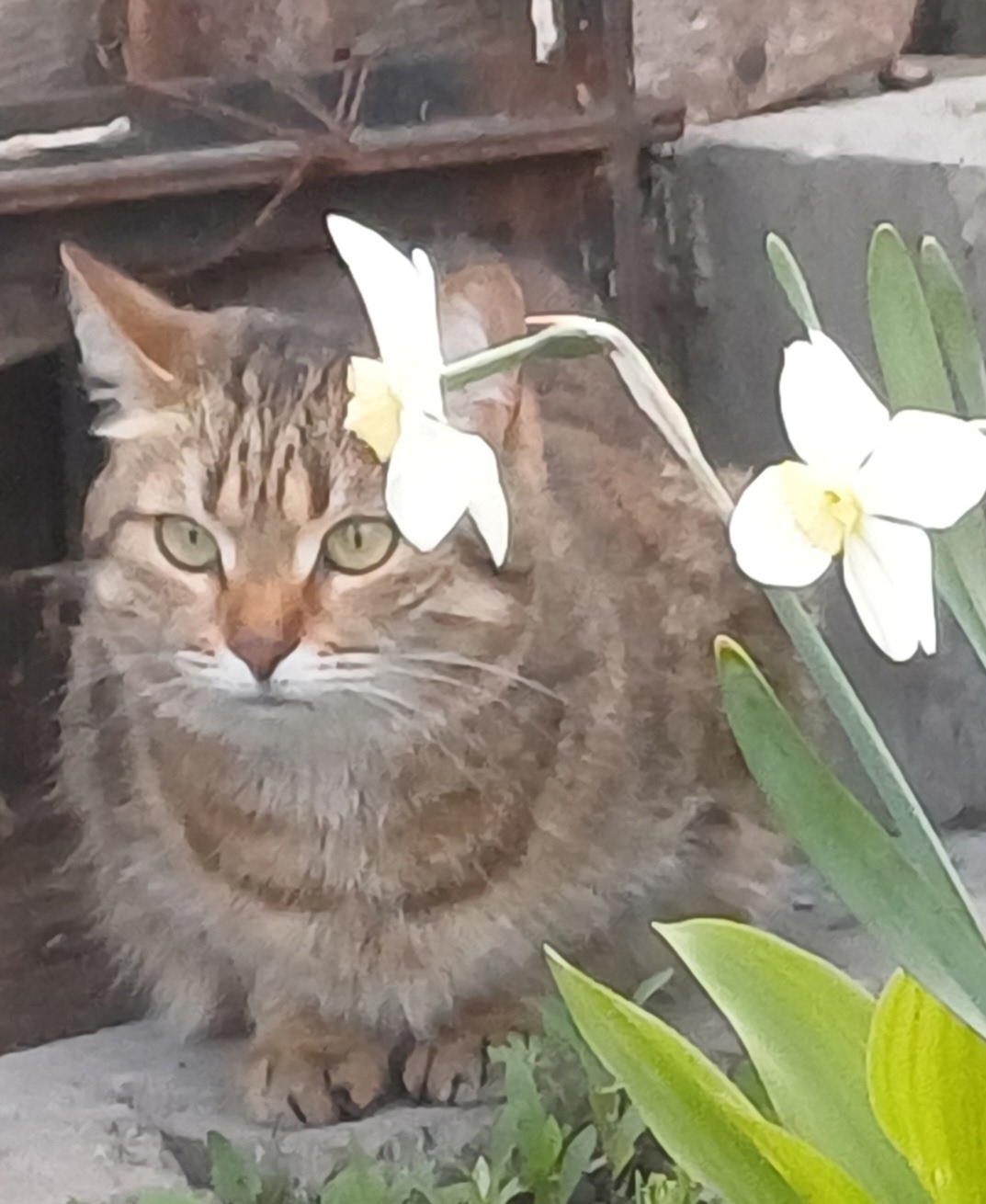 Пропала кошка в Стерлитамаке — фото объявления