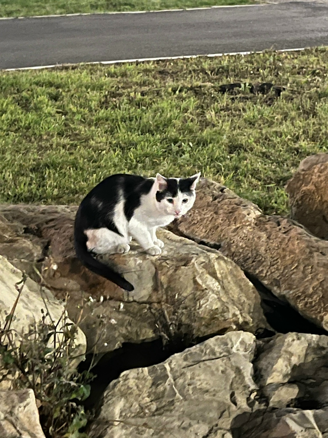 Найдена кошка в Стерлитамаке — фото объявления
