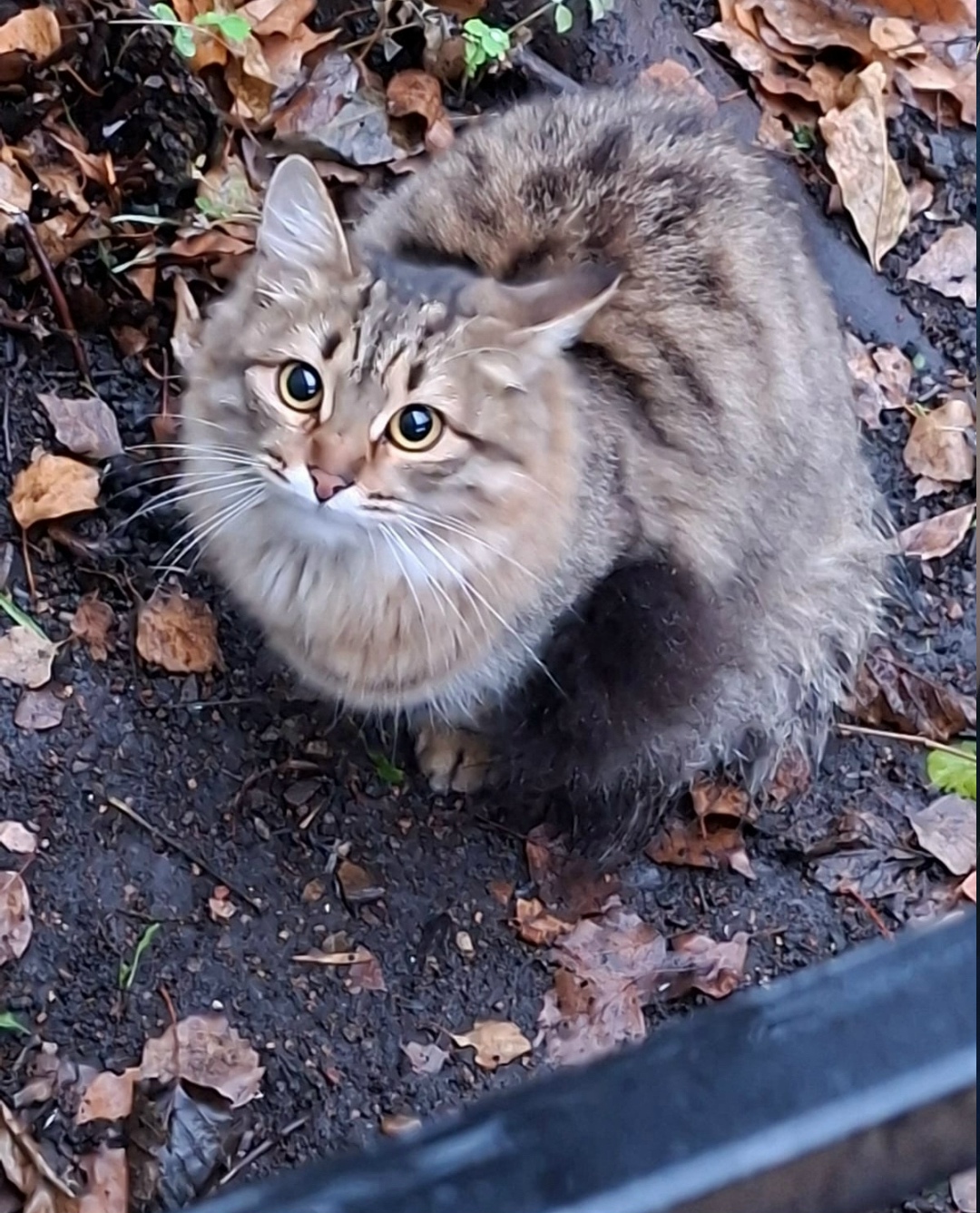 Пропала собака в Стерлитамаке — фото объявления