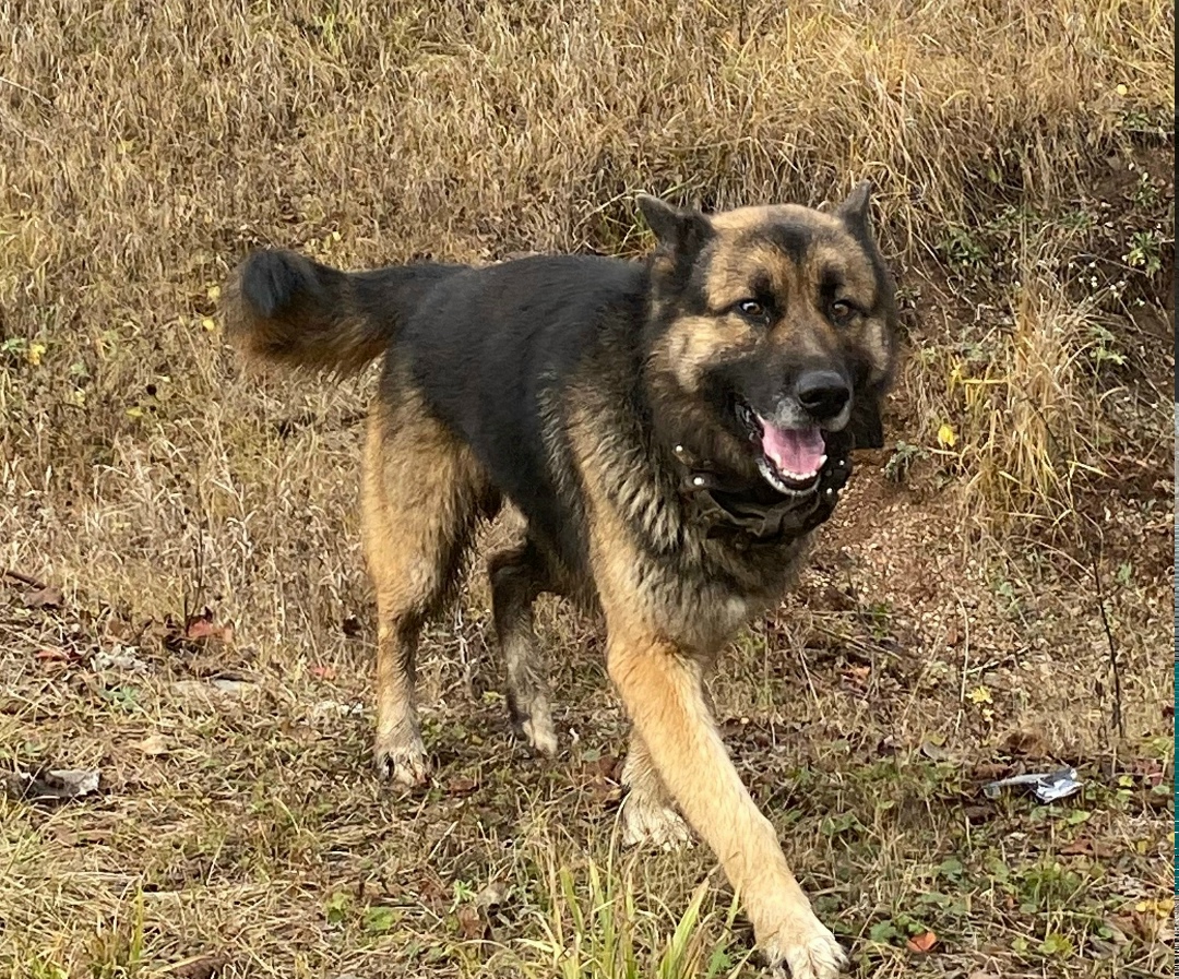 Пропала собака в Стерлитамаке — фото объявления