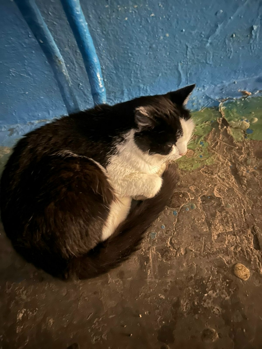 Найдена кошка в Стерлитамаке — фото объявления