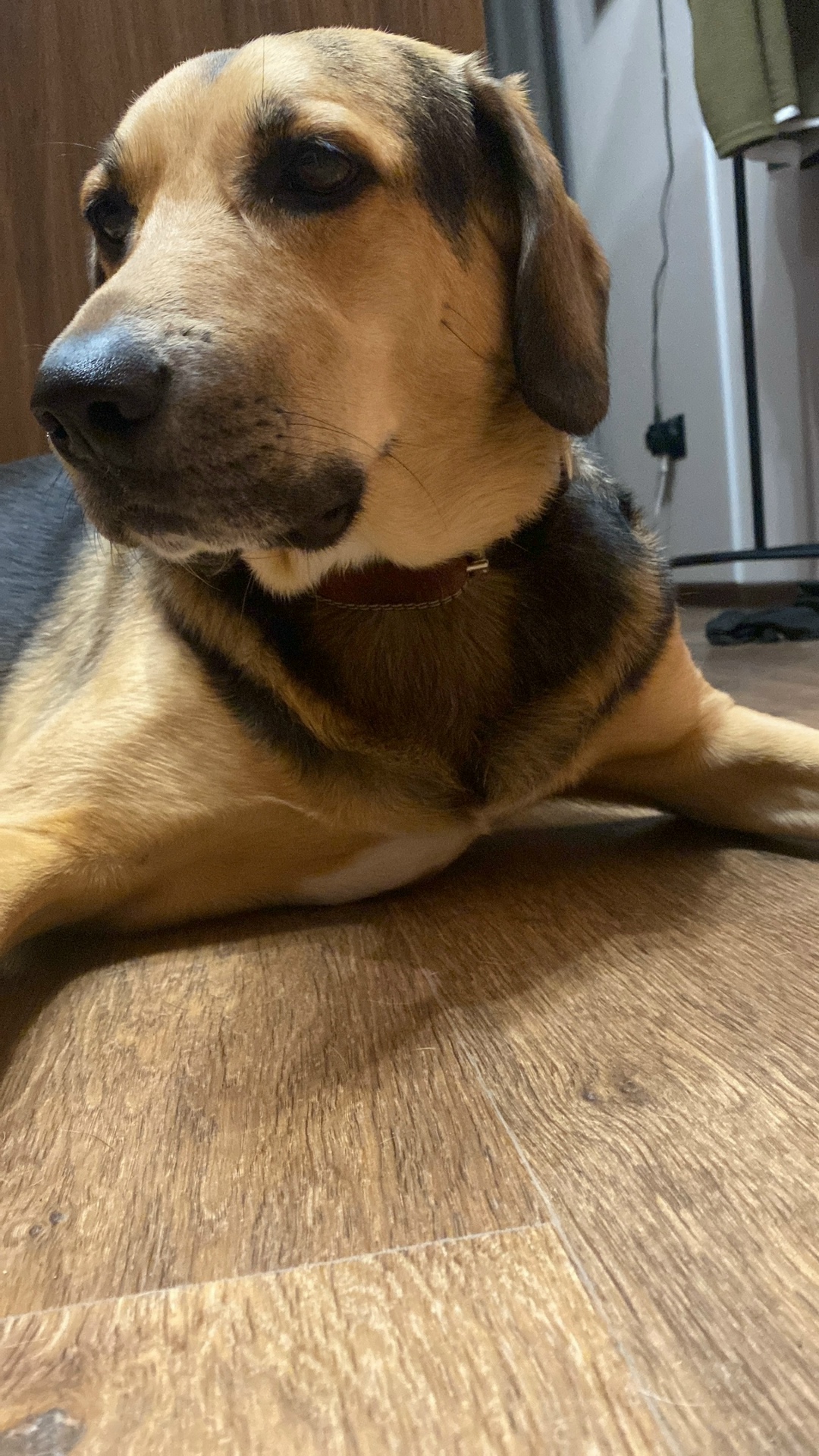 Пропала собака в Стерлитамаке — фото объявления