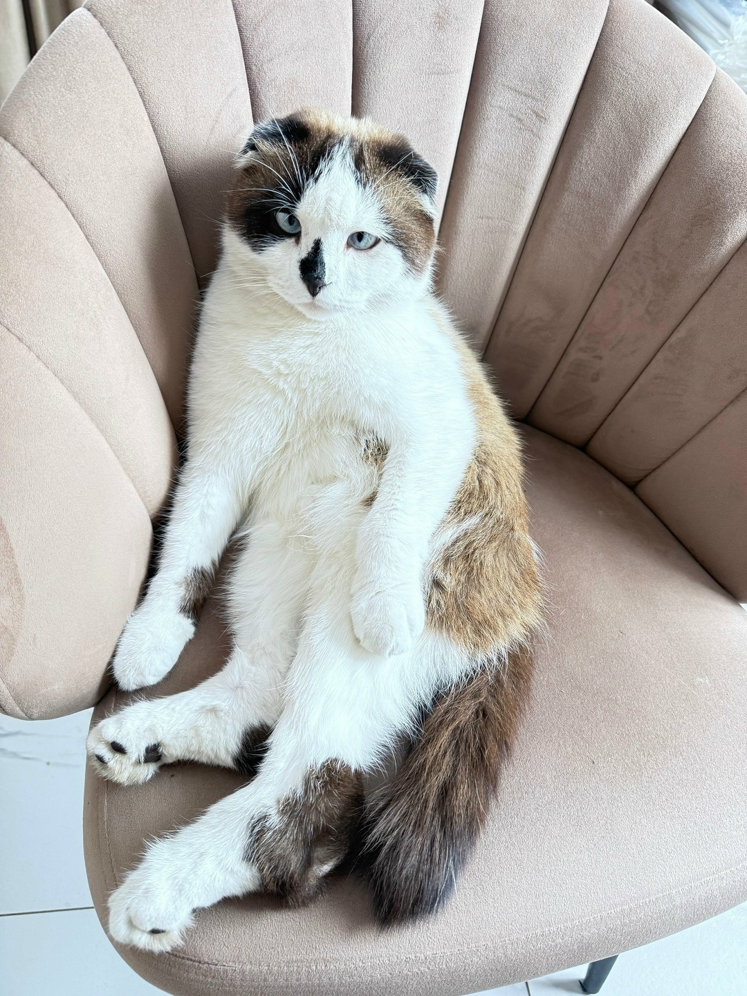 Пропала кошка в Стерлитамаке — фото объявления