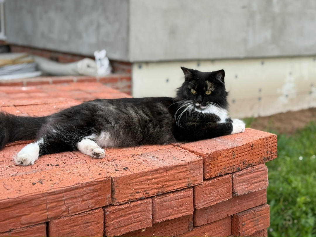 Пропала кошка в Стерлитамаке — фото объявления