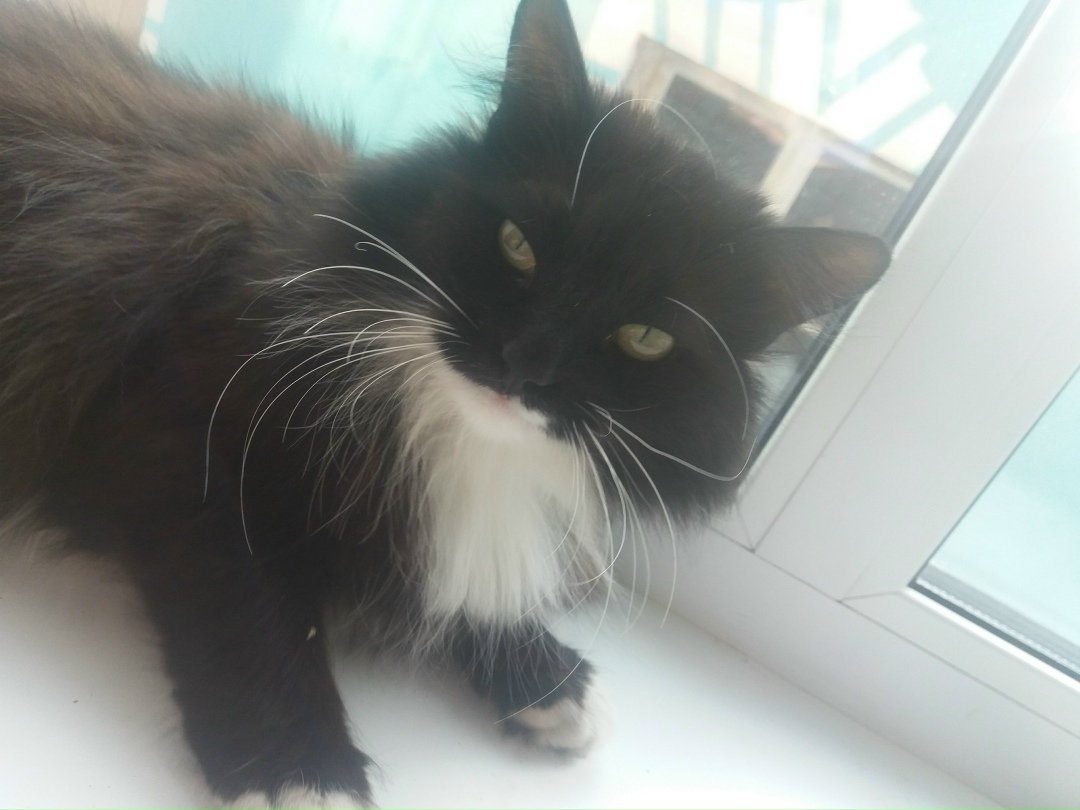 Пропала кошка в Стерлитамаке — фото объявления