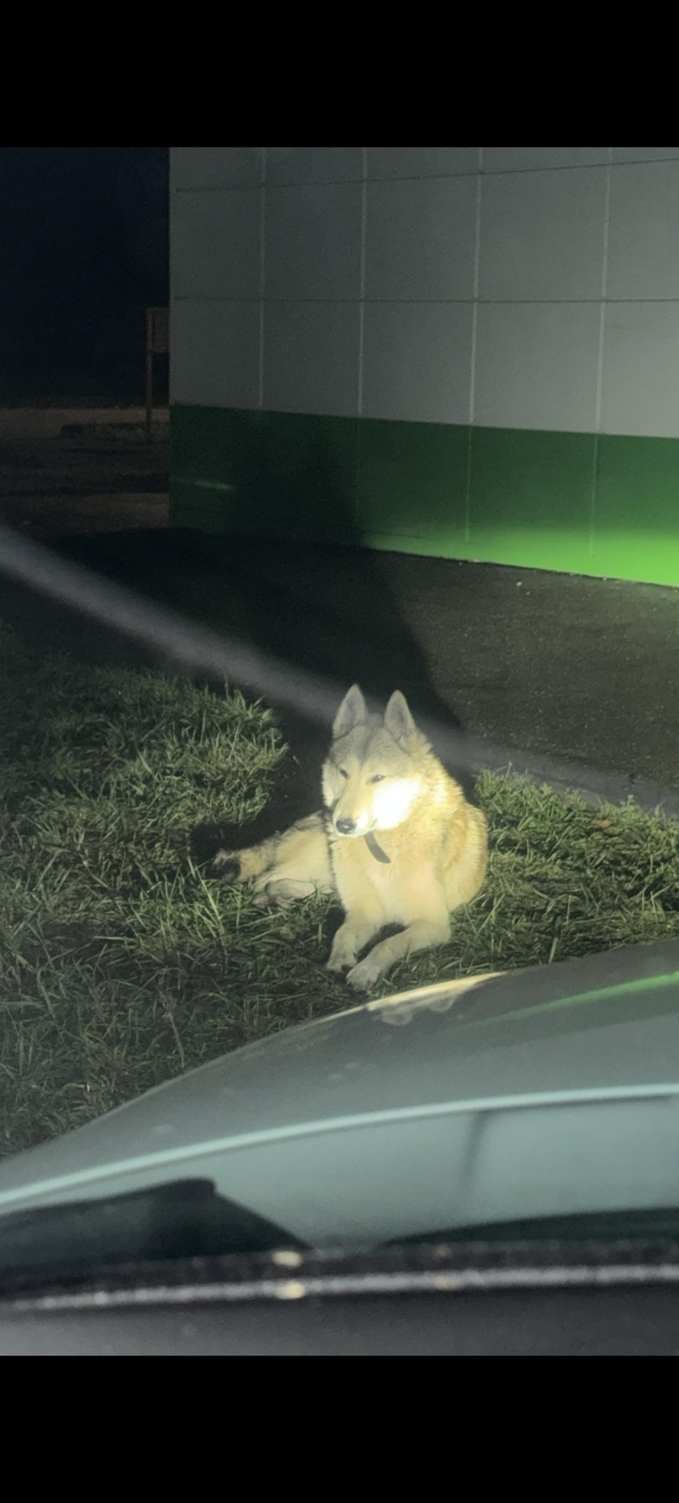 Пропала собака в Стерлитамаке — фото объявления