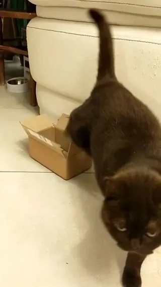 Пропала кошка в Стерлитамаке — фото объявления