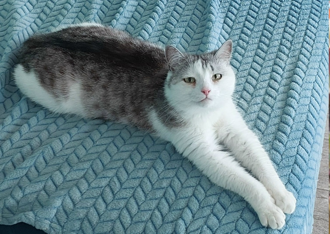 Пропала кошка в Стерлитамаке — фото объявления