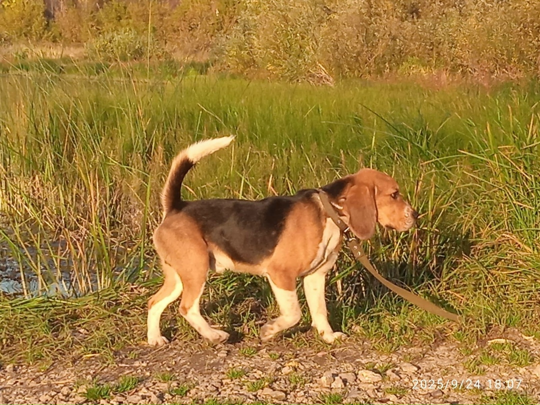 Пропала собака в Стерлитамаке — фото объявления