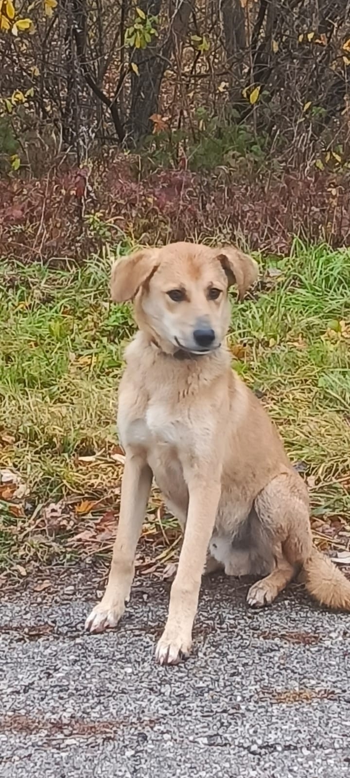 Найдена собака в Стерлитамаке — фото объявления
