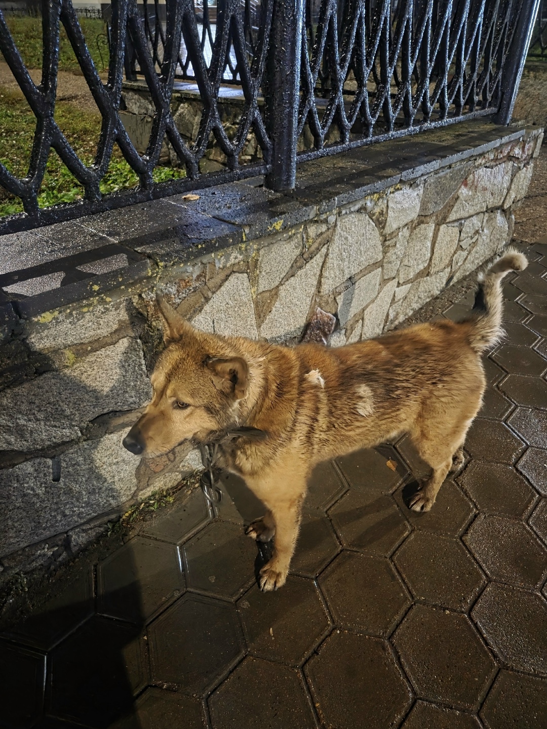 Пропала собака в Стерлитамаке — фото объявления