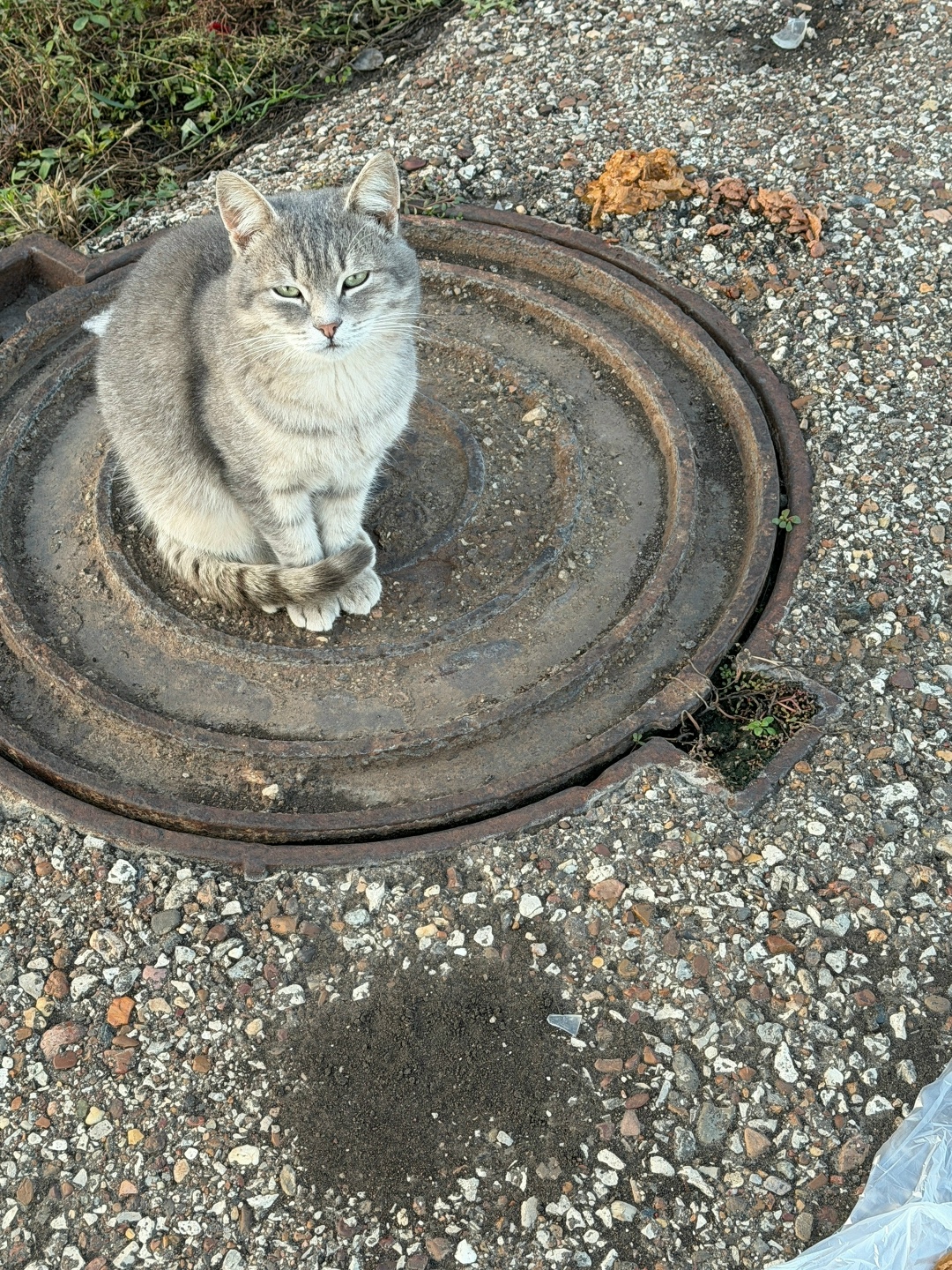Пропала кошка в Стерлитамаке — фото объявления