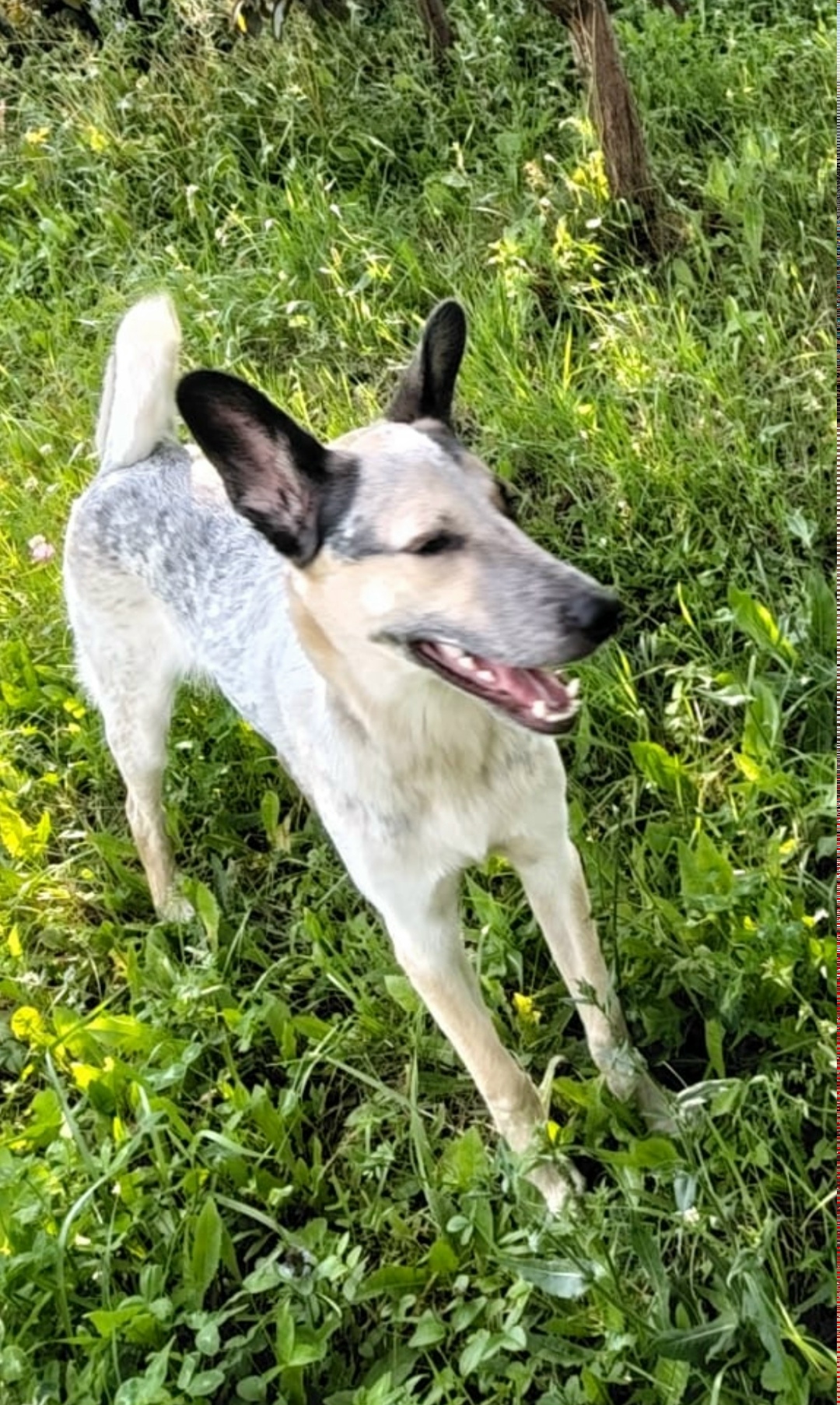 Пропала собака в Стерлитамаке — фото объявления