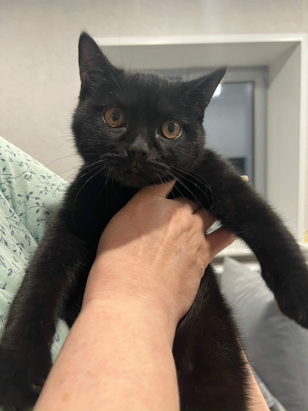 Найдена кошка в Стерлитамаке — фото объявления