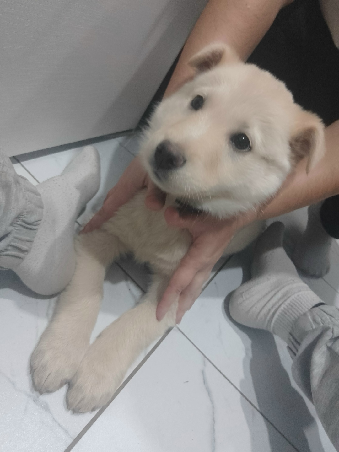 Найдена собака в Стерлитамаке — фото объявления