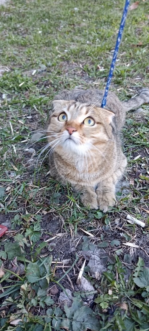 Пропала кошка в Стерлитамаке — фото объявления