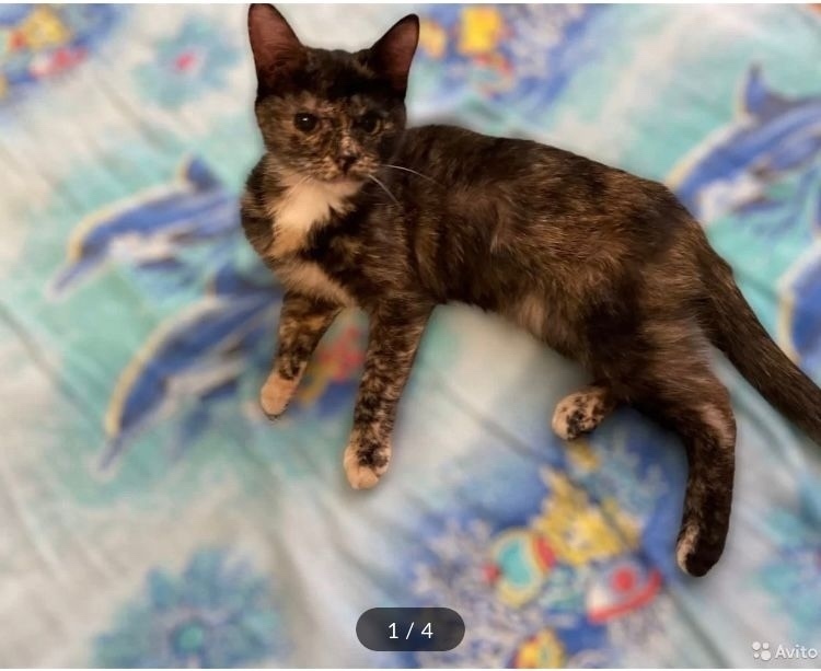 Пропала кошка в Стерлитамаке — фото объявления