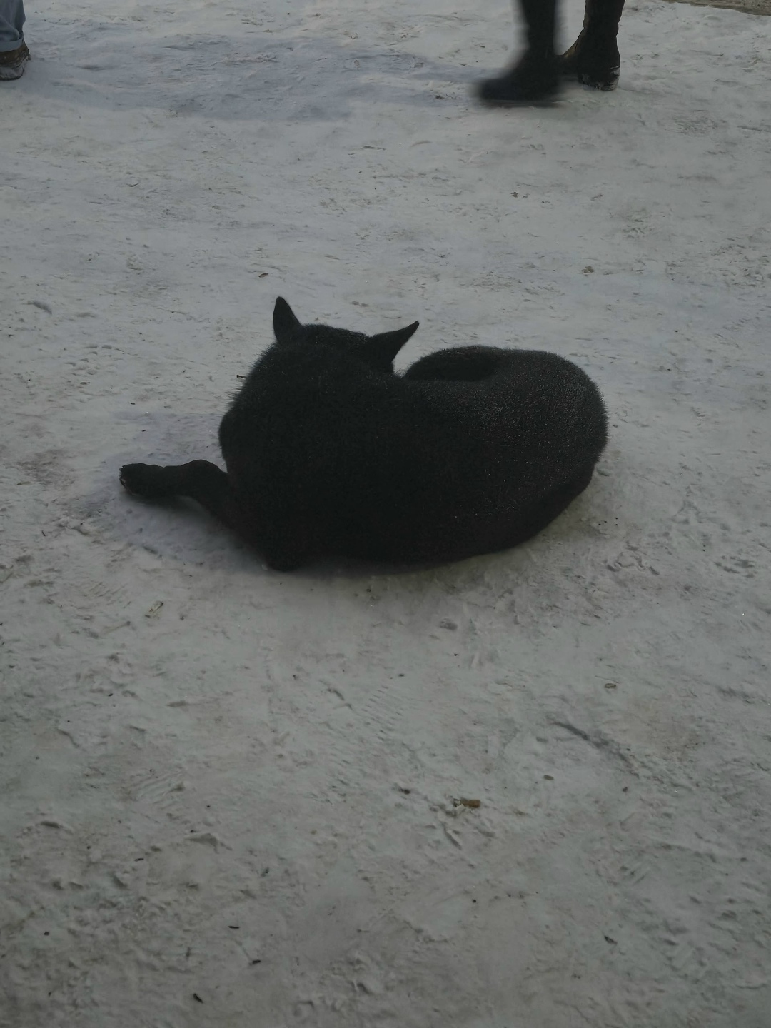 Пропала собака в Стерлитамаке — фото объявления