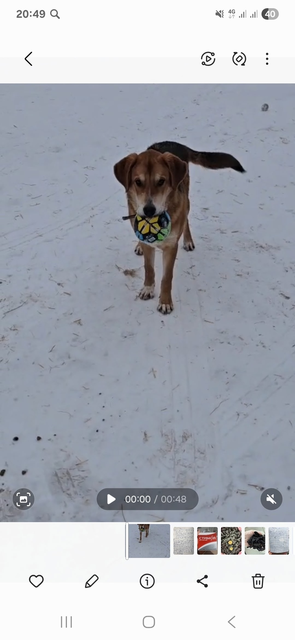 Пропала собака в Стерлитамаке — фото объявления