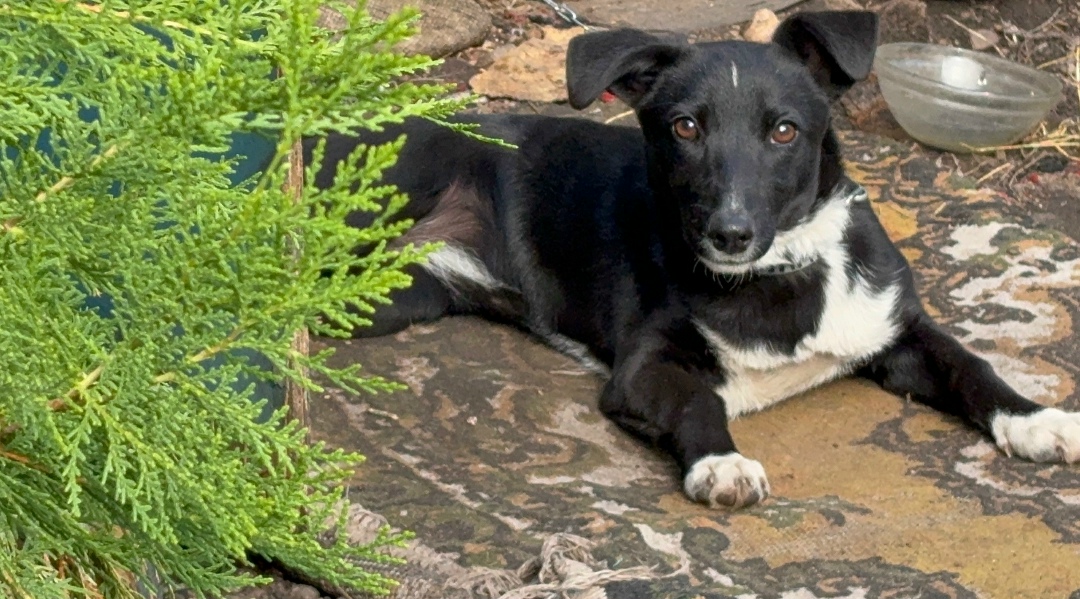 Пропала собака в Стерлитамаке — фото объявления
