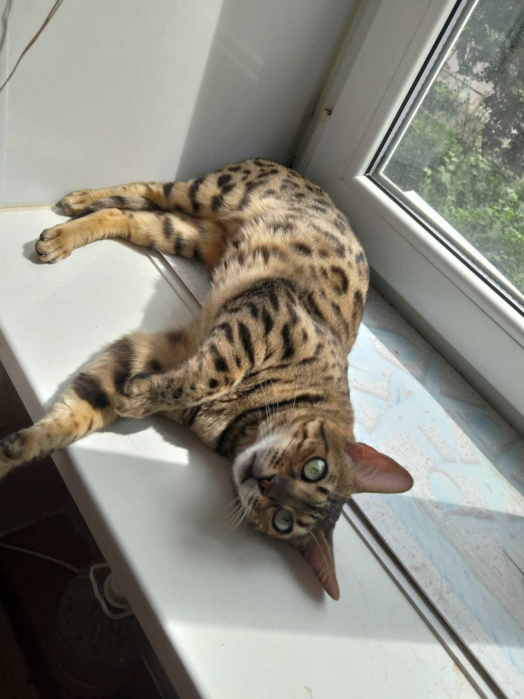 Пропала кошка в Стерлитамаке — фото объявления