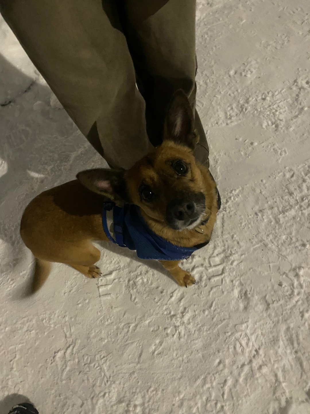 Найдена собака в Стерлитамаке — фото объявления