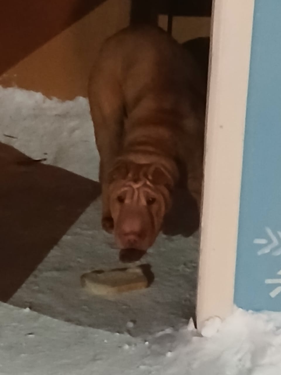 Пропала собака в Стерлитамаке — фото объявления