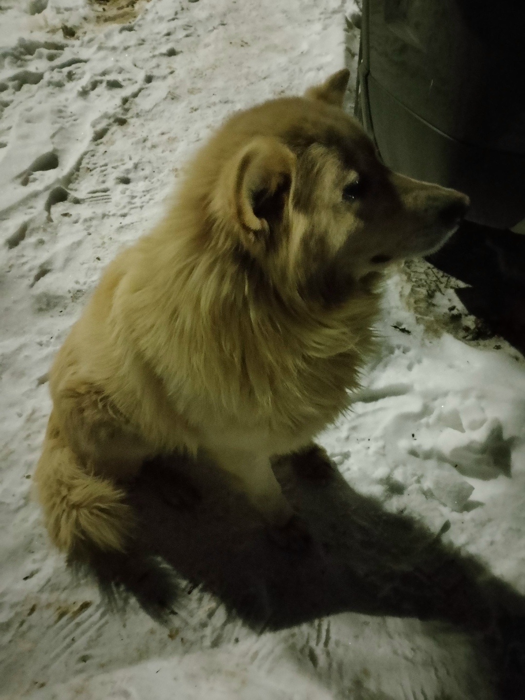 Пропала собака в Стерлитамаке — фото объявления