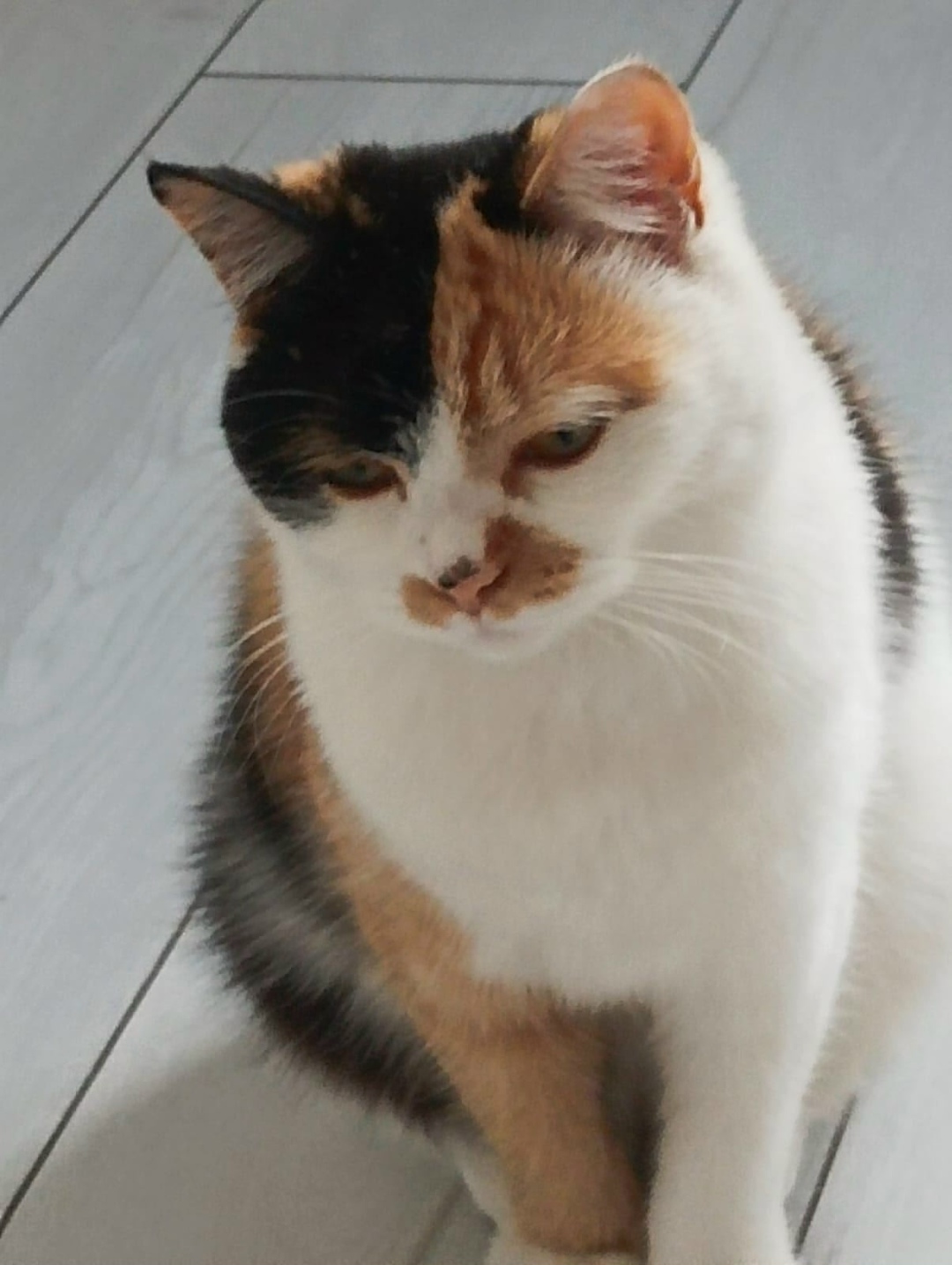 Пропала кошка в Стерлитамаке — фото объявления