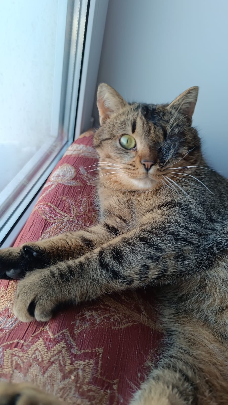 Пропала кошка в Стерлитамаке — фото объявления