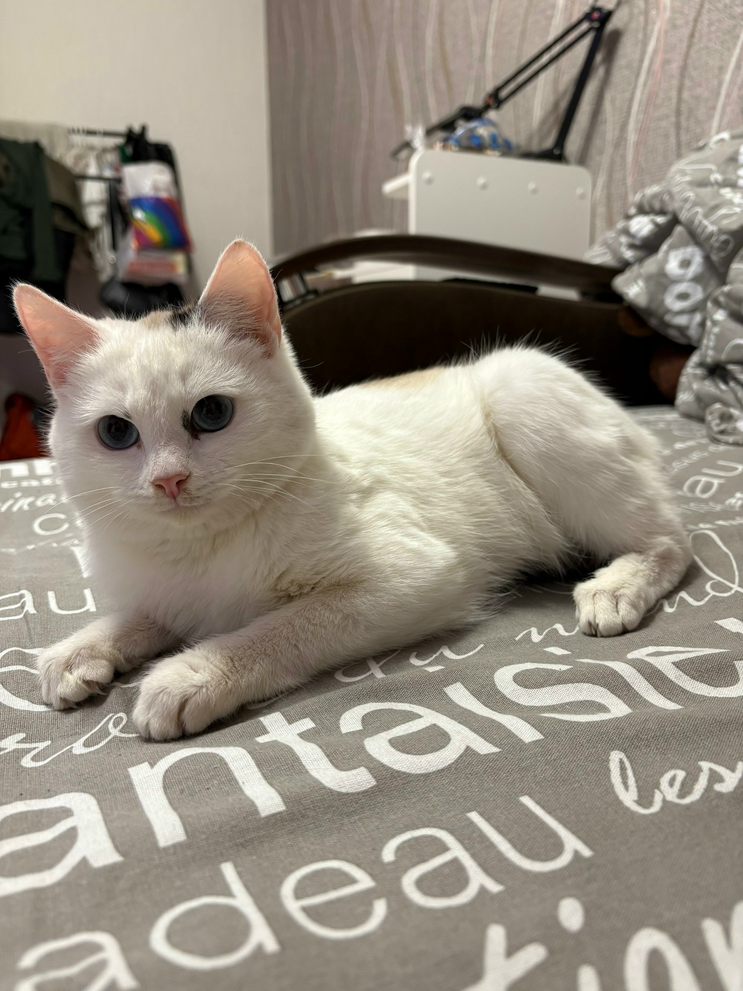 Найдена кошка в Стерлитамаке — фото объявления