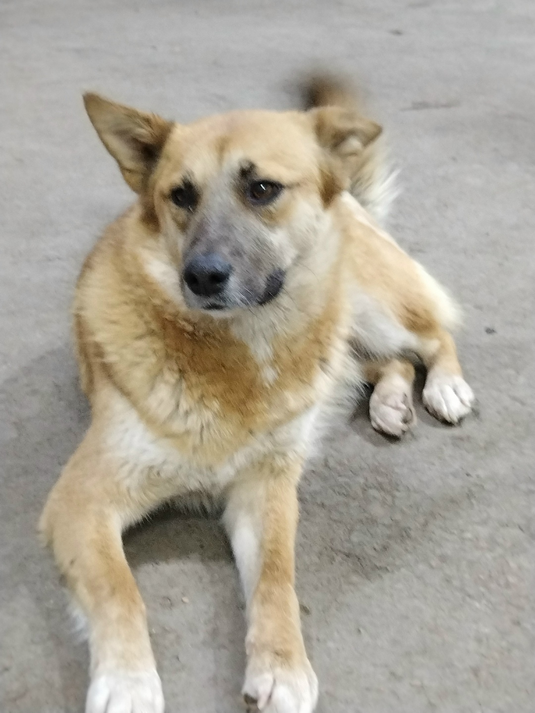 Найдена собака в Стерлитамаке — фото объявления