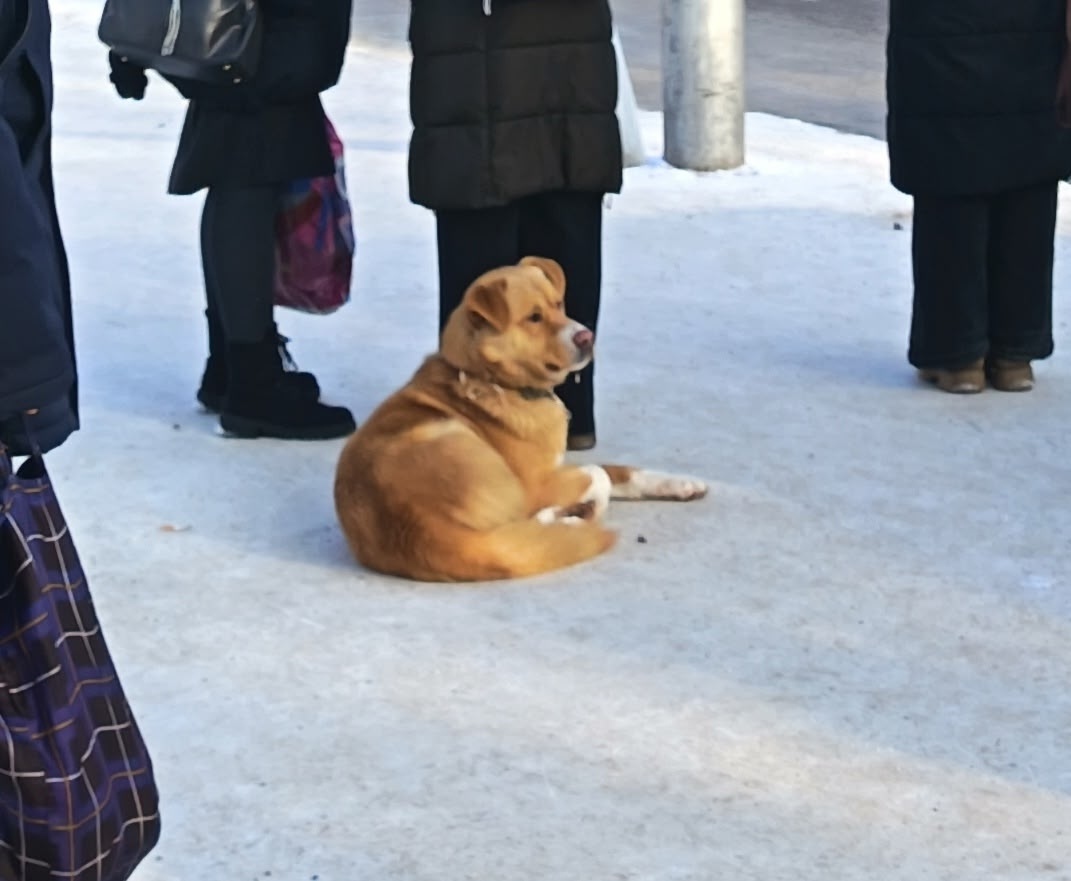 Пропала собака в Стерлитамаке — фото объявления