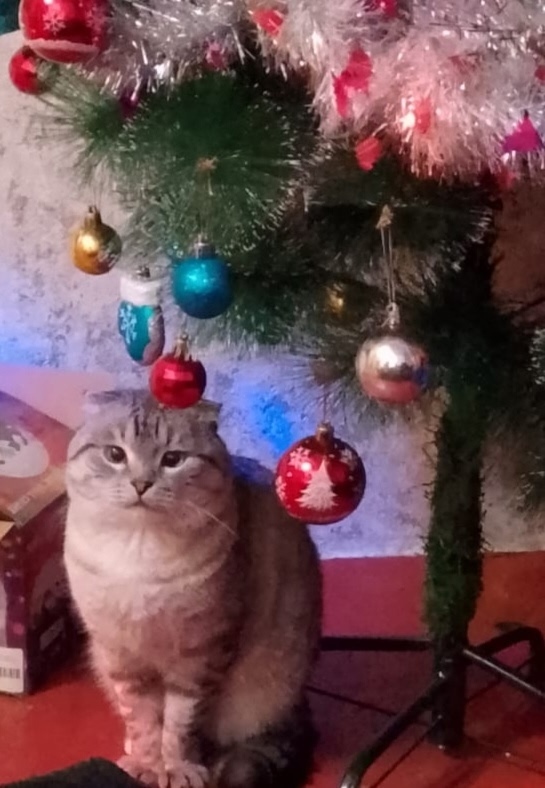 Пропала кошка в Стерлитамаке — фото объявления