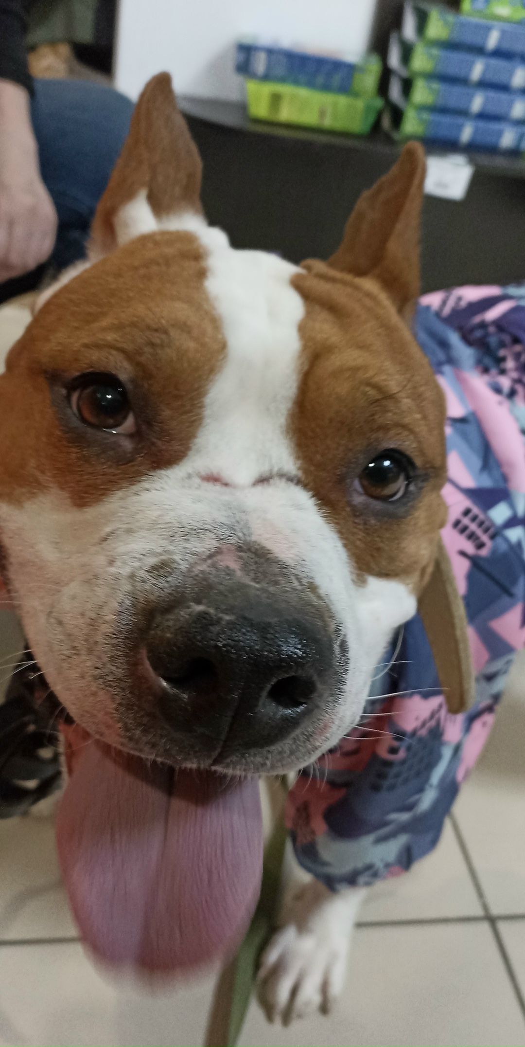 Найдена собака в Стерлитамаке — фото объявления