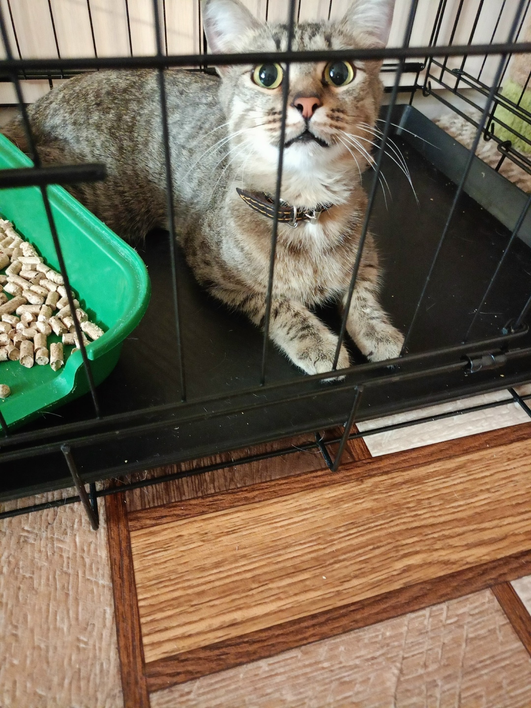 Найдена кошка в Стерлитамаке — фото объявления