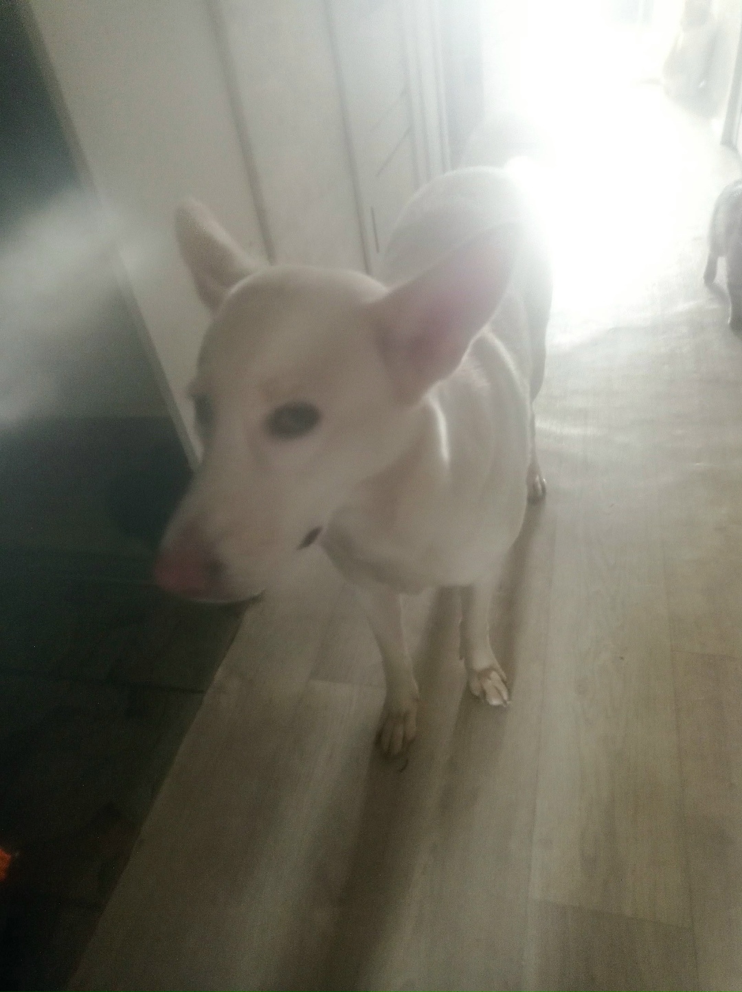 Пропала собака в Стерлитамаке — фото объявления