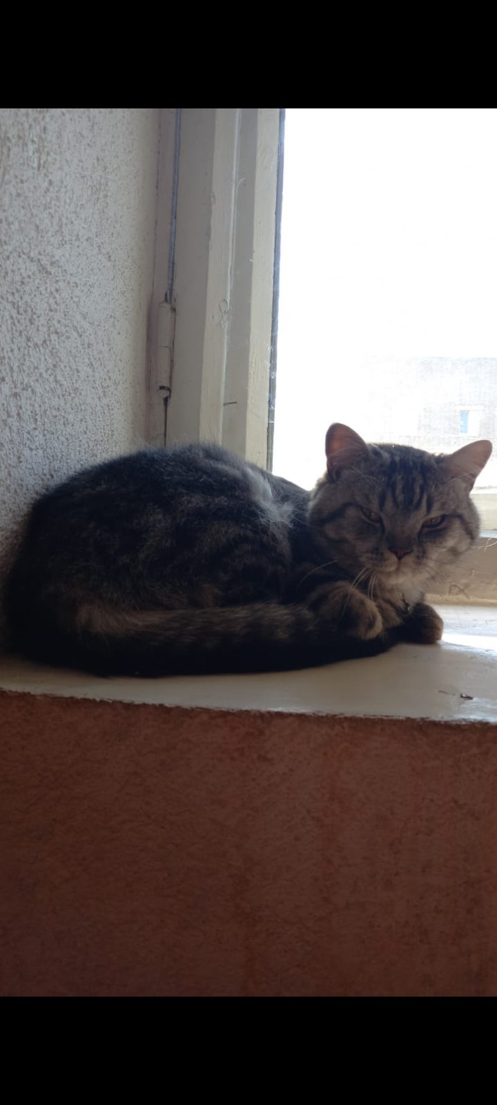 Пропала кошка в Стерлитамаке — фото объявления
