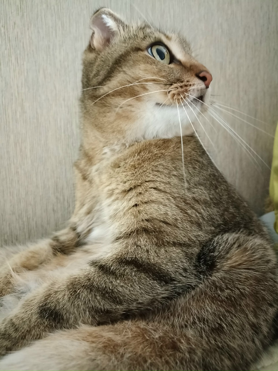 Пропала кошка в Стерлитамаке — фото объявления