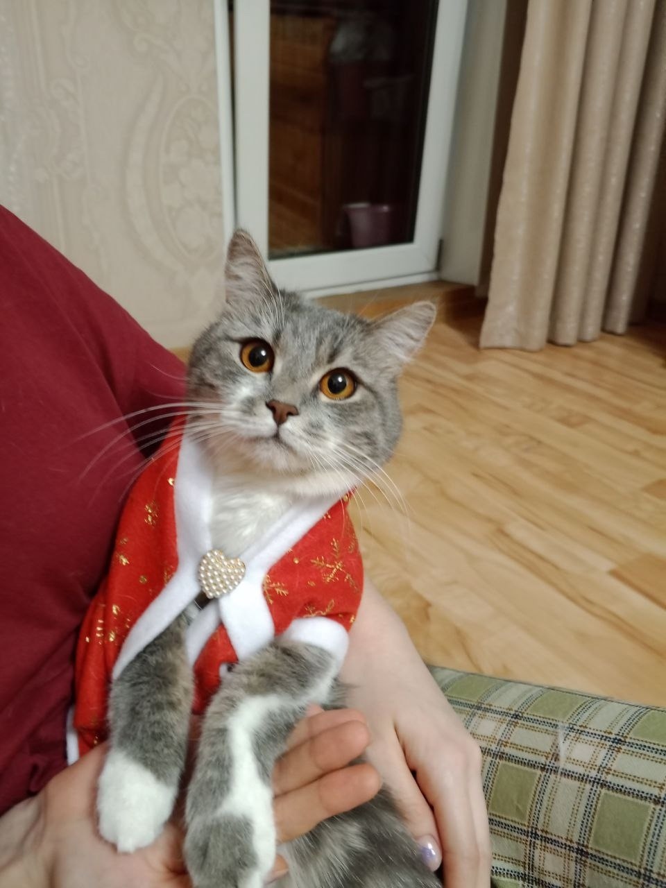 Пропала кошка в Стерлитамаке — фото объявления