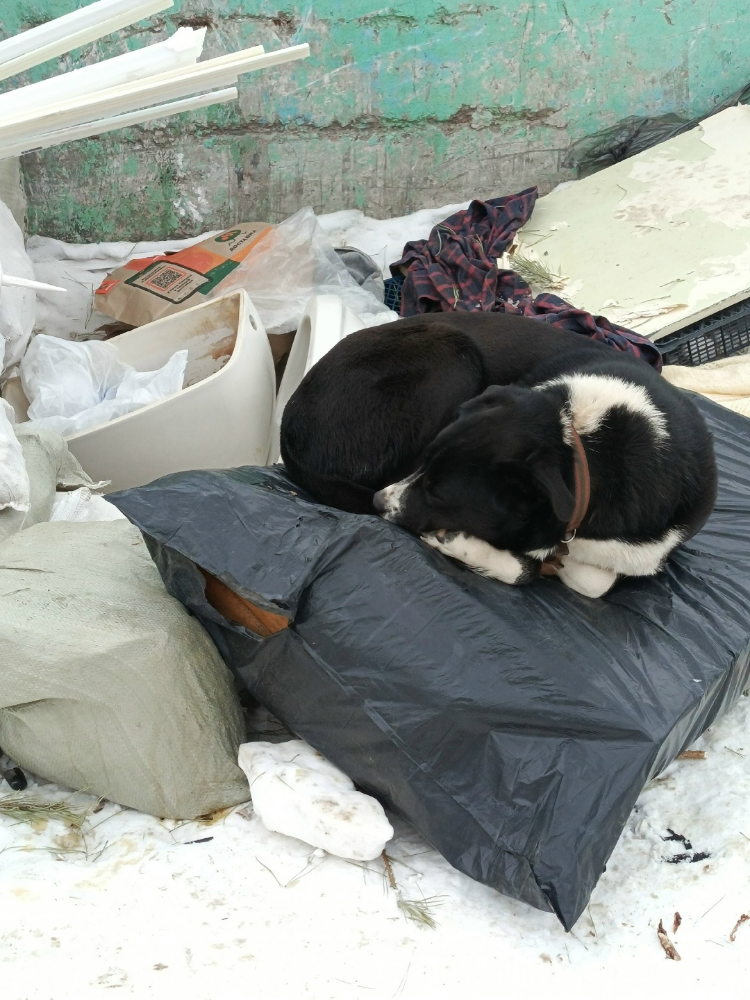 Пропала собака в Стерлитамаке — фото объявления