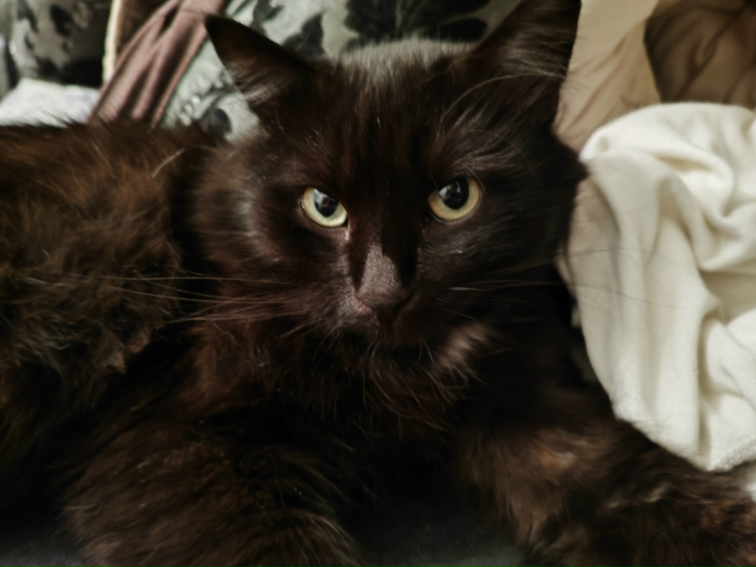 Пропала кошка в Стерлитамаке — фото объявления