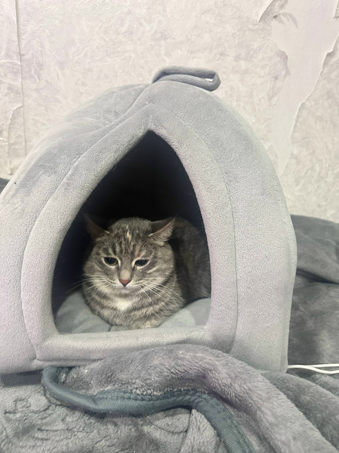 Пропала кошка в Стерлитамаке — фото объявления