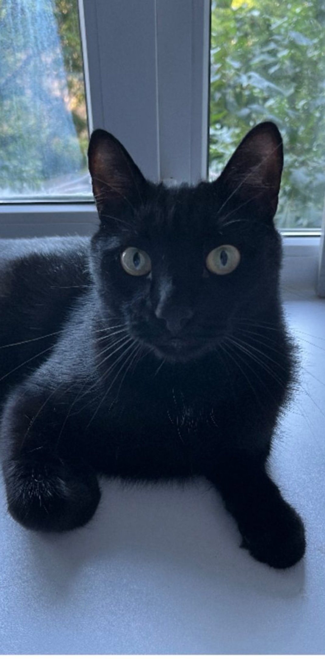 Пропала кошка в Стерлитамаке — фото объявления