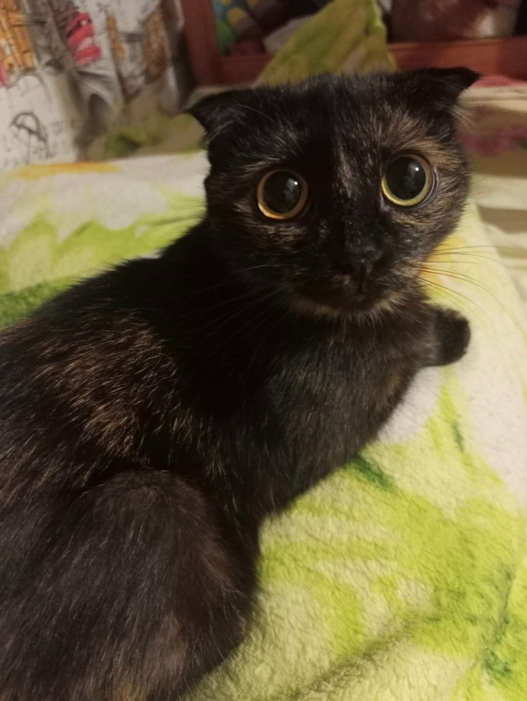 Пропала собака в Стерлитамаке — фото объявления