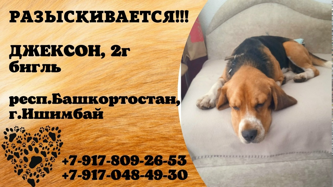 Пропала собака в Стерлитамаке — фото объявления