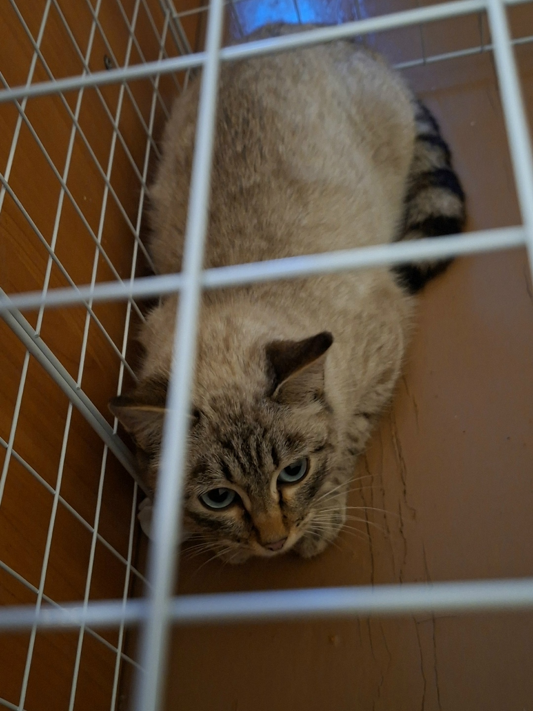 Пропала кошка в Стерлитамаке — фото объявления