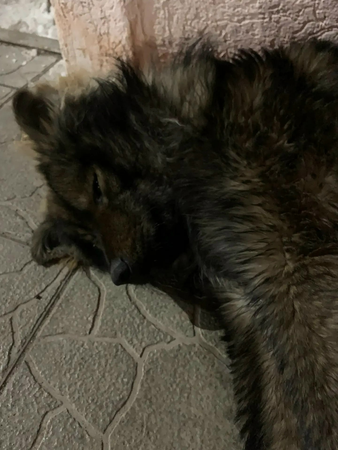 Найдена собака в Стерлитамаке — фото объявления